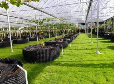 懷化共享農業新篇章 葡萄免費吃三年，智能管理引領未來